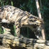 A clouded leopard at the Nashville Zoo 09032011a