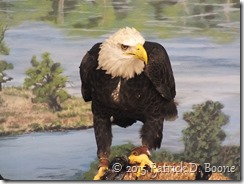 Eagle01