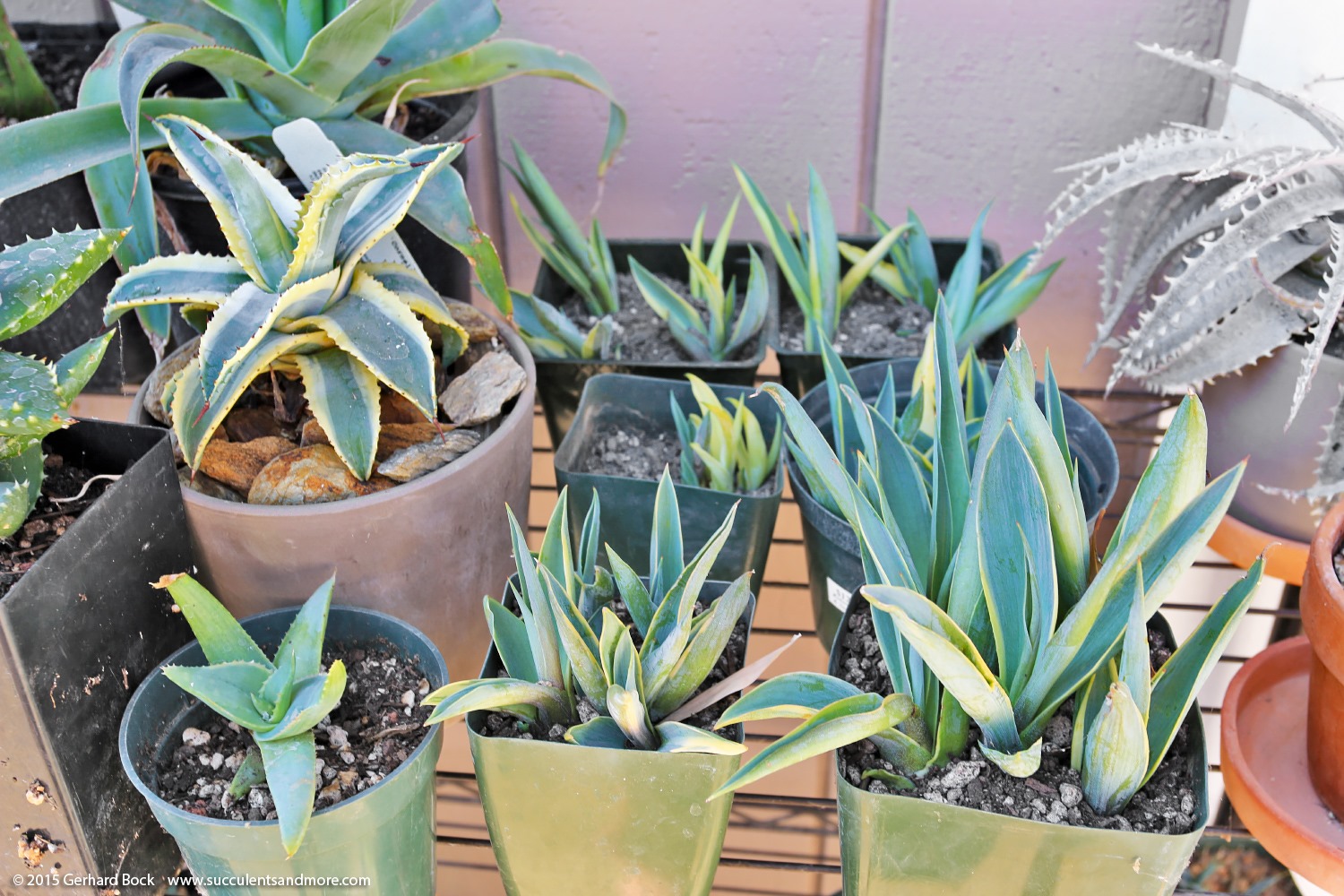 [150816_Agave_desmettiana_variegata_019%255B2%255D.jpg]