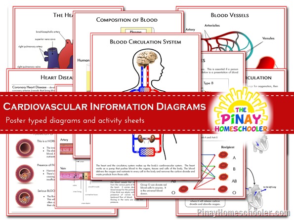 Cardiovascular Information Diagrams