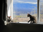 We discovered the windowsill!