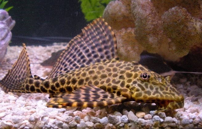 [be-ca-canh-leopard_pleco_catybabeo00%255B3%255D.jpg]