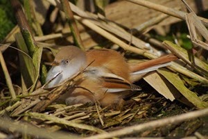 Digiscoping at Pensthorpe with Wex and Danny Porter