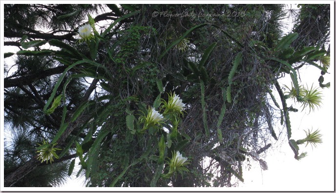 08-07-night-blooming-cereus5