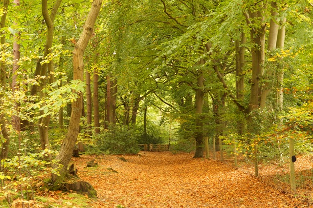 Holt country park Norfolk in autumn