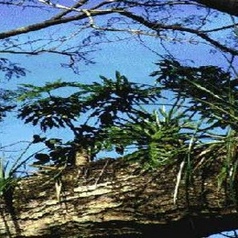 La Reserva Natural Estricta San Antonio mantiene un sector intacto de flora nativa.