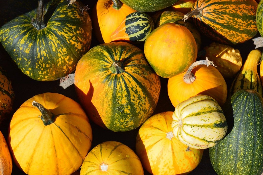 [Gourds%255B4%255D.jpg]