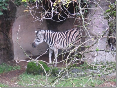 IMG_0410 Damara Zebra at the Oregon Zoo in Portland, Oregon on November 10, 2009