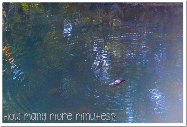 Platypus Viewing at Eungella | How Many More Minutes?