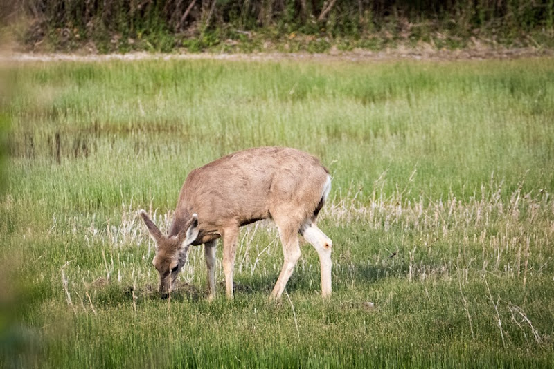 Mule deer fawn P1000216