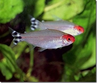 be-ca-canh-red_nose_tetra_rummy_nose_tetra_camuido-be-thuy-sinh