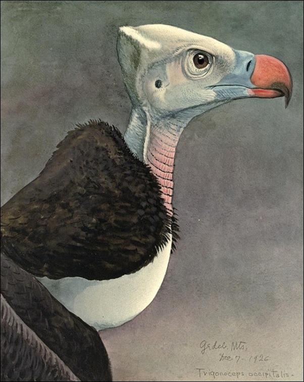 Louis Agassiz Fuertes - White-headed Vulture