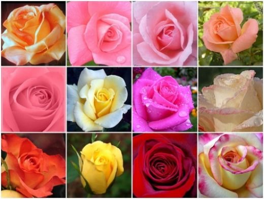 [Rosas%255B3%255D.jpg]