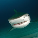 Tiger shark