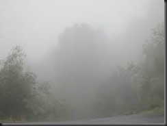 Foggy Trail Run