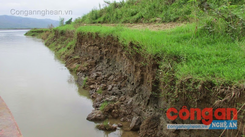 Nhiều diện tích đất nông nghiệp tại xã Thanh Giang đang bị ăn mòn do sạt lở diễn ra nhiều năm nay