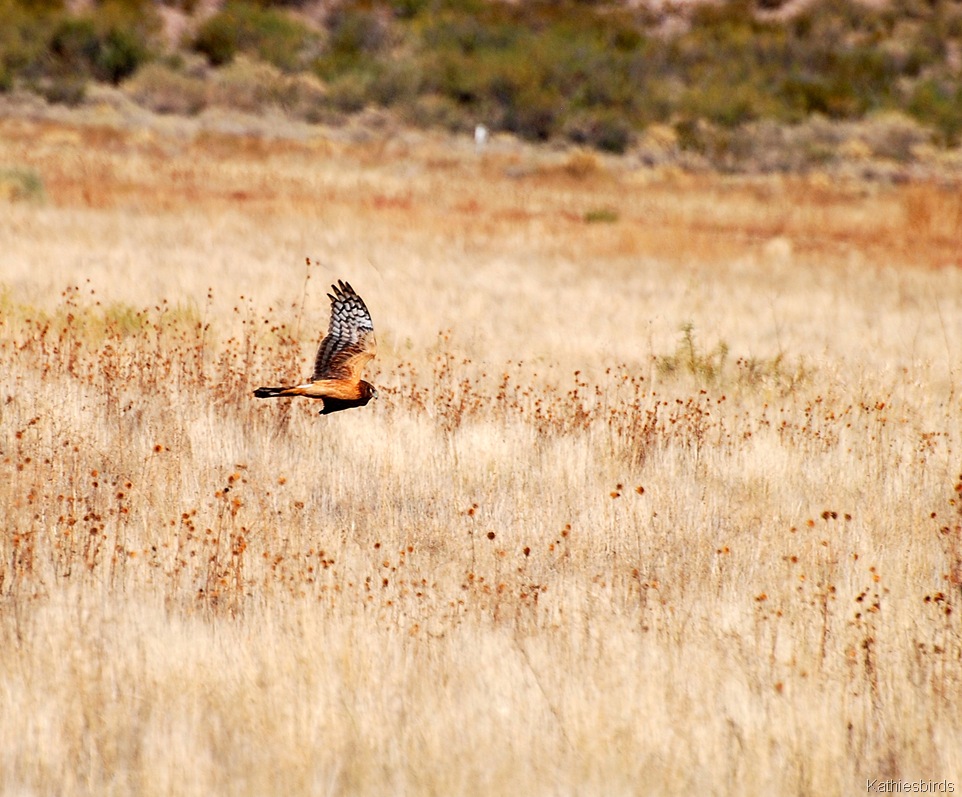 [14.%2520DSC_0209%2520NOHA%2520Bosque%2520del%2520apache%25202012-kab%255B5%255D.jpg]