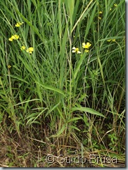 Ranunculus lingua