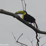 Tucano  Bico Arco-íris, no hotel Bocas Ridge -  Bocas del Toro, Panamá