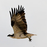 Àguia Pescadora - Reserva de la Biosfera del Vizcaíno - Baja Califórnia  - México