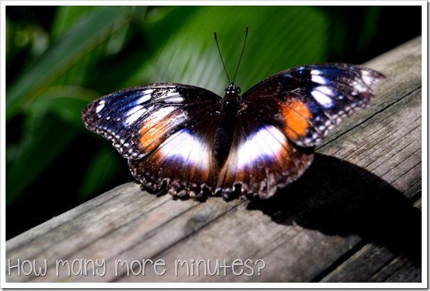 Australian Butterfly Sanctuary | How Many More Minutes?
