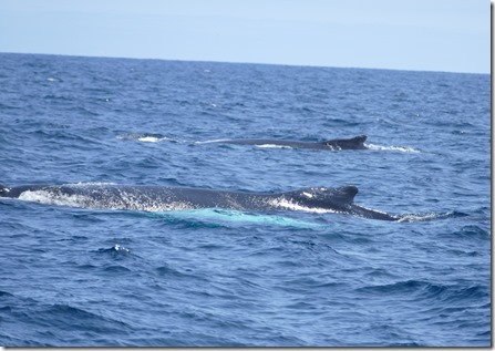 nl_be_mb_humpbacks99