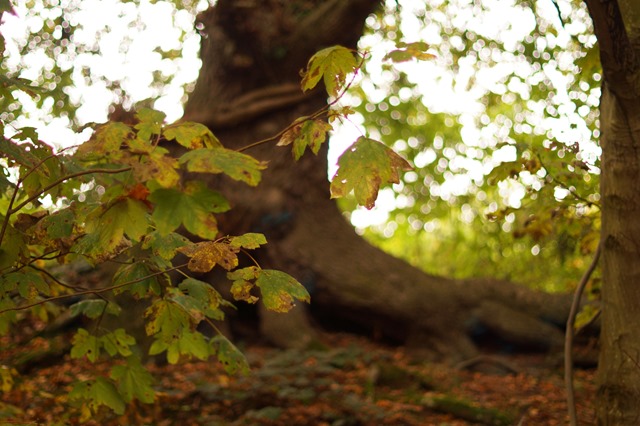 Norfolk countryside in Autumn