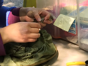 House Wren being banded