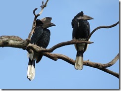 Grey-cheeked Hornbills