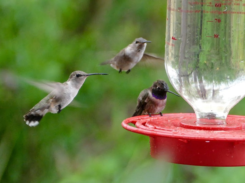 Black-chinned Hummingbirds P1010397