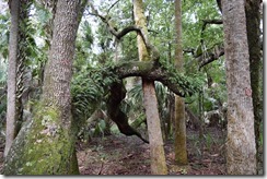 Resurrection ferns on twisted oak 2