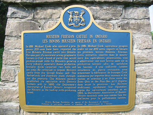 In 1881 Michael Cook, who operated a prosperous 80 ha farm here, imported the first Holstein Friesian cattle into Ontario. This was part of a movement among progressive farmers to find a breed of...