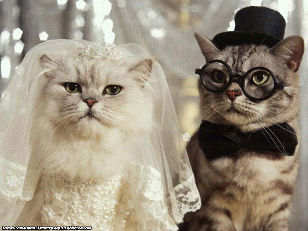 Funny Cats Wedding Wallpaper