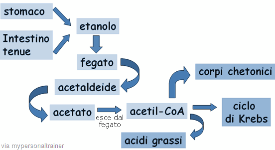 [alcol-metabolismo%2520mypersonqal%2520trainer.gif]