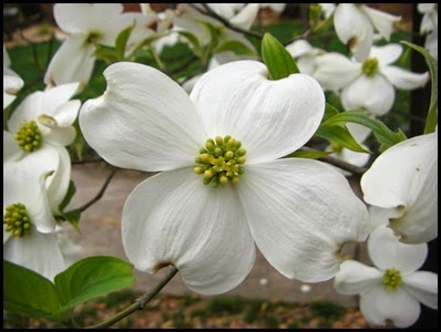 whitedogwood8