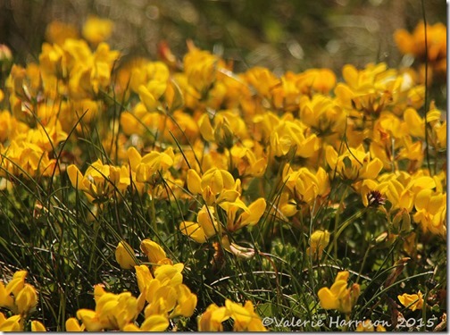 9-Birds-foot-Trefoil