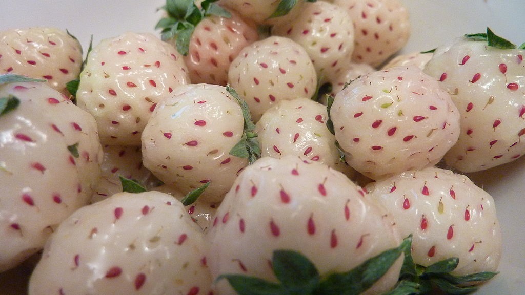 [Pineberries%255B3%255D.jpg]