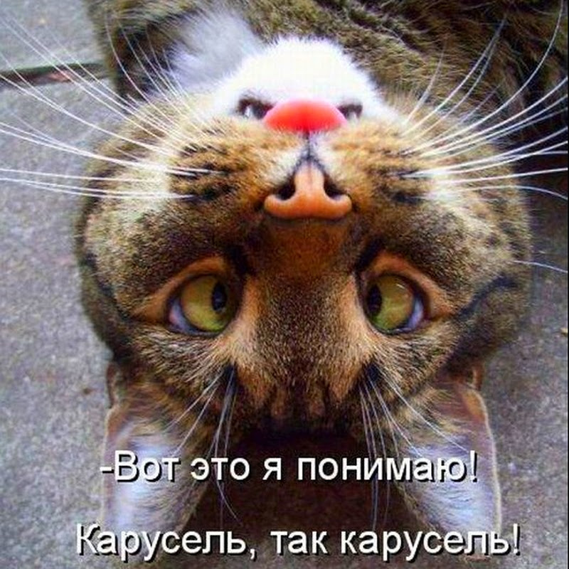 Котодром  (23.04.15)