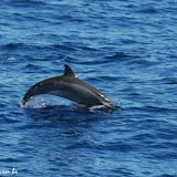 Ooops. é um golfinho ... - Em busca das baleias - Maui, Havaí, EUA