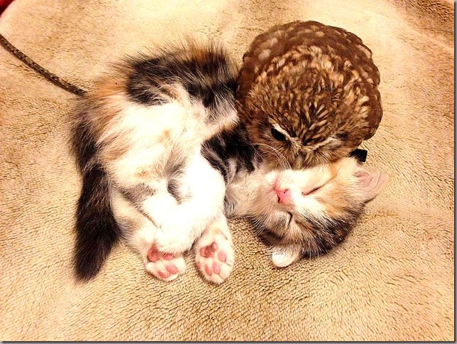 Owlet and kitten friendship (7)