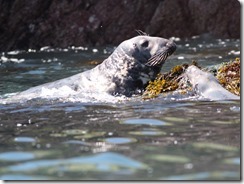 Grey Seal