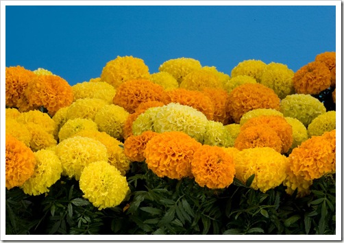 maravila (tagetes)