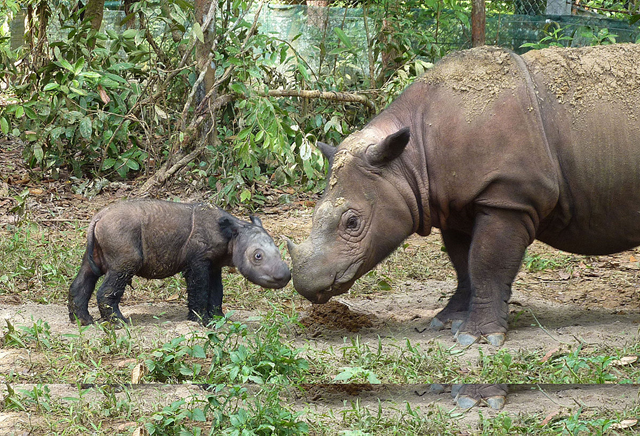 Four-day-old Sumatran rhinoceros, Ratu, with mother Andatu, 30 June 2012. Photo: S. Ellis / International Rhino Foundation