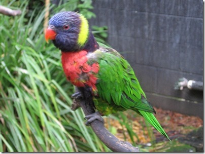 IMG_0512 Lorikeet at the Oregon Zoo in Portland, Oregon on November 10, 2009