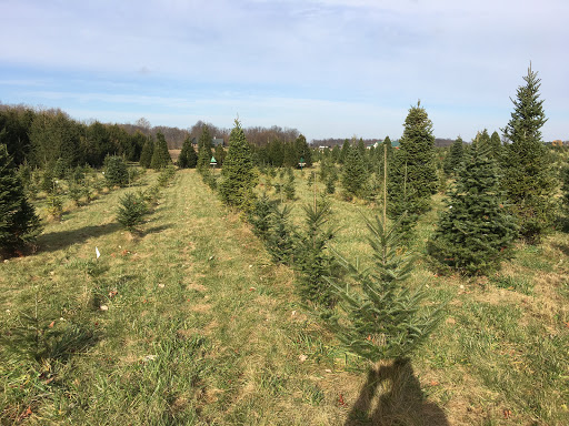 Christmas Tree Farm «Piney Acres», reviews and photos, 1115 E 1000 N, Fortville, IN 46040, USA