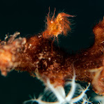 Hairy shrimp
