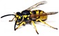 Meat Bee - Wasp