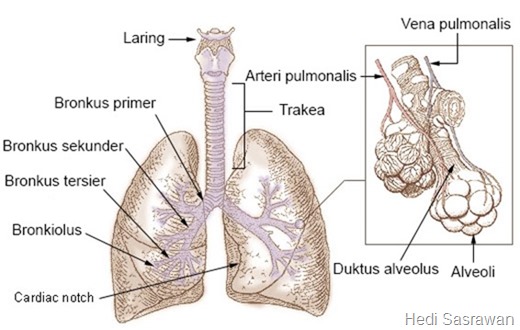 anatomi paru-paru