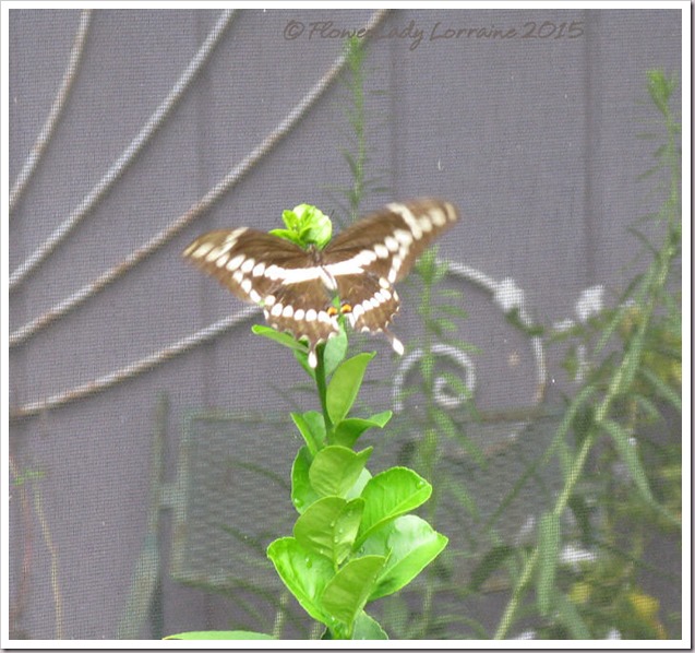 06-30-swallowtail4