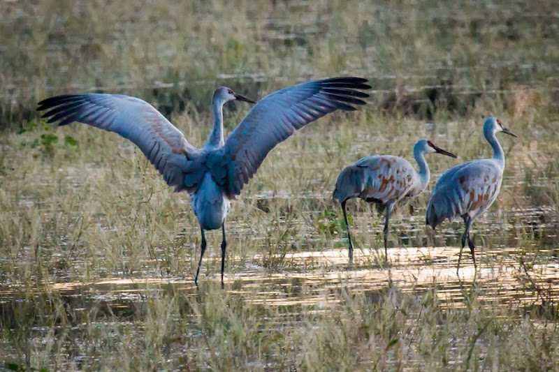 3 sandhill cranes w wing display